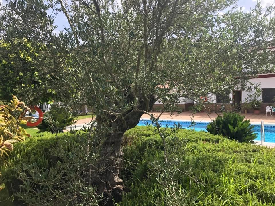 Hotel El Paso Vejer de la Frontera Zewnętrze zdjęcie